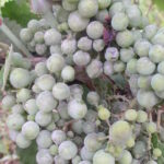 Pepelnica: Podmukla prijetnja hercegovačkim vinogradima