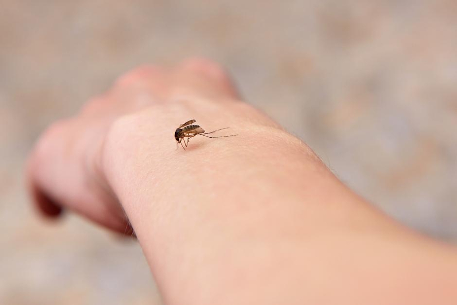 Kako se efikasno zaštititi od komaraca?
