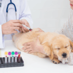 Bolja usluga, brži rezultati nalaza krvi u Veterinarskoj stanici Posušje