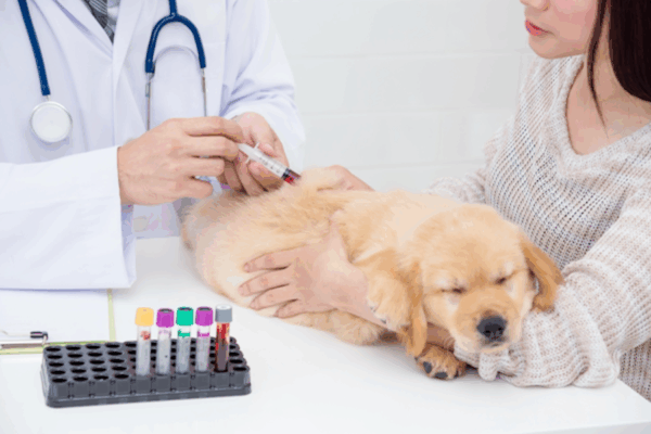 Bolja usluga, brži rezultati nalaza krvi u Veterinarskoj stanici Posušje