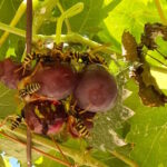 Kako smanjiti štete od osa i stršljena?