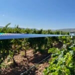 Kako zaštititi vinograde i voćnjake od ptica?