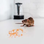 Efikasni načini suzbijanja miševa i štakora Efikasni načini suzbijanja miševa i štakora