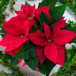 Božićna zvijezda – njega i održavanje