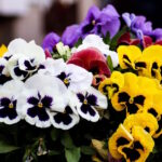 Maćuhice – cvjetne ljepotice koje prkose zimi