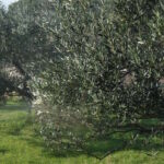 Obavezna zaštita maslina nakon berbe