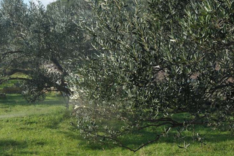 Obavezna zaštita maslina nakon berbe