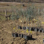Vrijeme je sadnje maslina na području Hercegovine