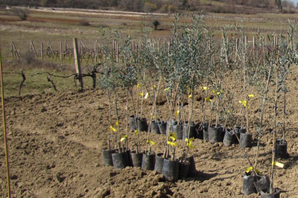 Vrijeme je sadnje maslina na području Hercegovine
