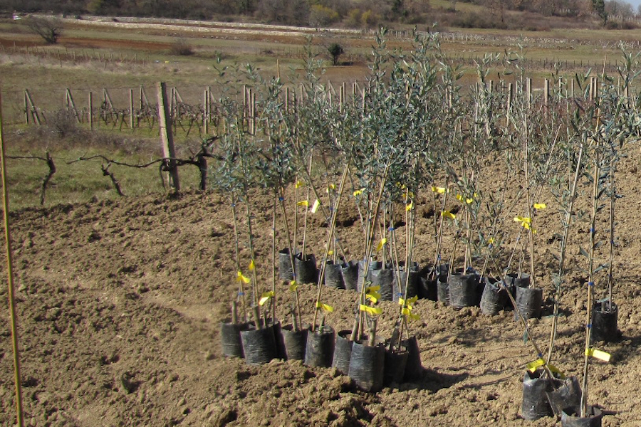 Vrijeme je sadnje maslina na području Hercegovine