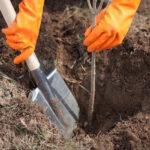 Jesenska sadnja voćaka