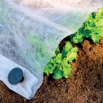 Kako zaštititi povrće od niskih temperatura?