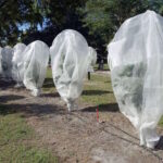 Kako zaštititi agrume od niskih temperatura?