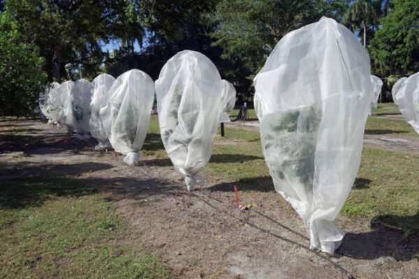 Kako zaštititi agrume od niskih temperatura?