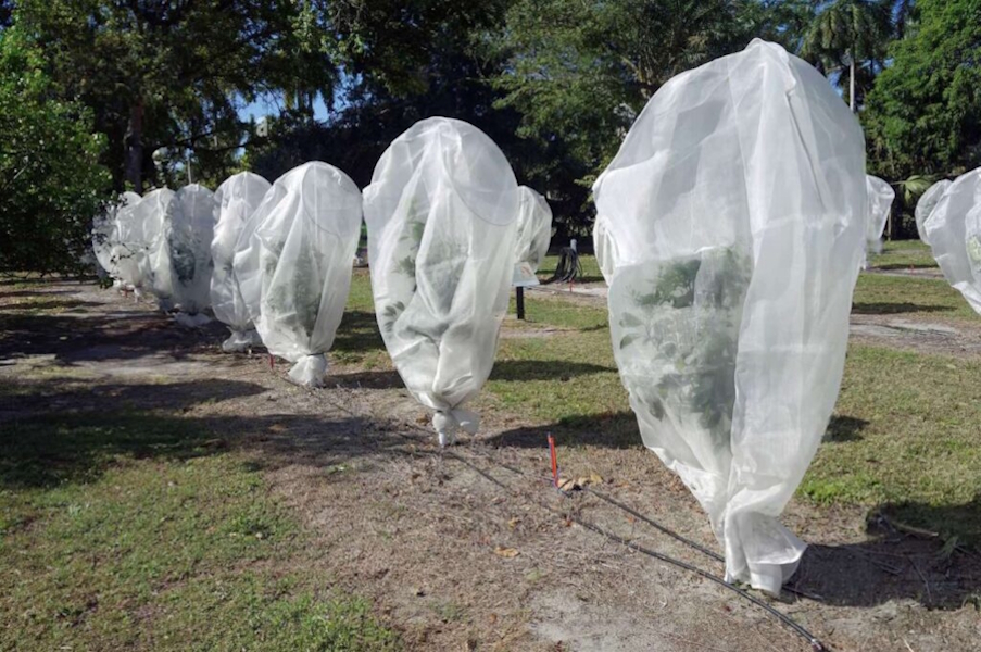 Kako zaštititi agrume od niskih temperatura?