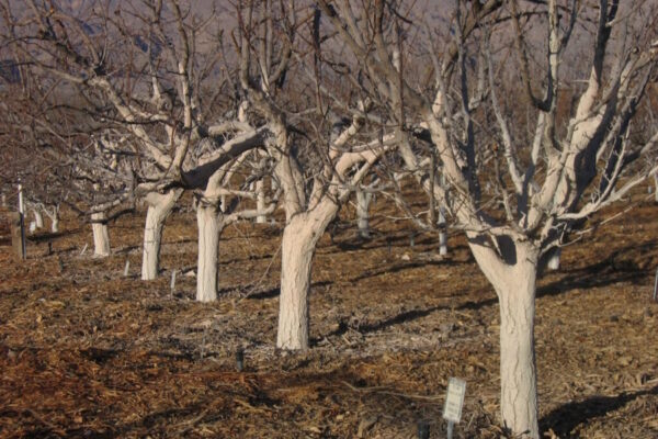 Bijeljenje debla voćaka sprječava pucanje kore