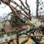 Što učiniti kada primijetite lišajeve na voćkama?