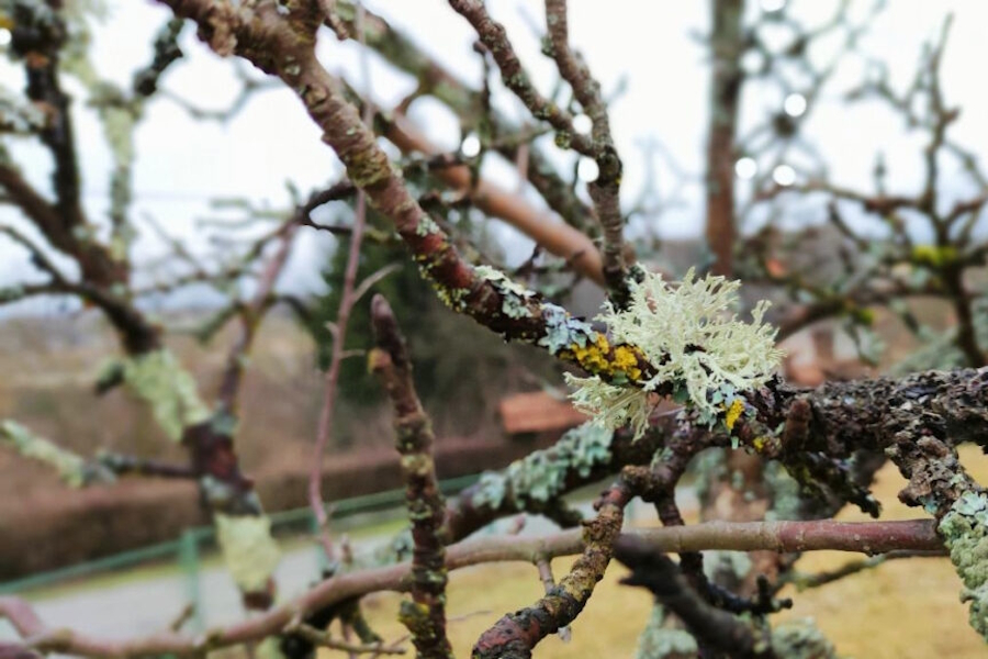 Što učiniti kada primijetite lišajeve na voćkama?