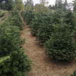 Nordijska jela – najljepše božićno drvce