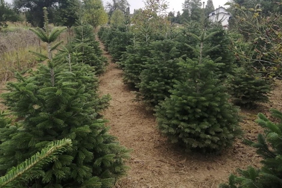 Nordijska jela – najljepše božićno drvce