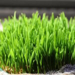 Božićna pšenica – što je najvažnije znati za uspješan uzgoj?