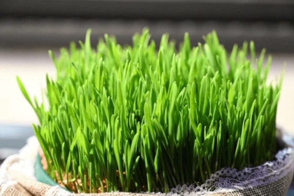 Božićna pšenica – što je najvažnije znati za uspješan uzgoj?