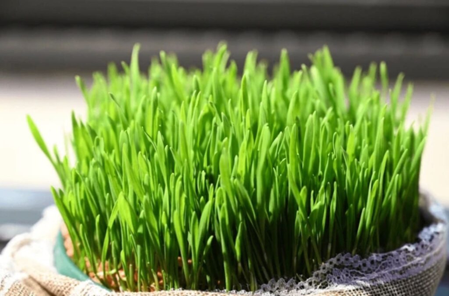 Božićna pšenica – što je najvažnije znati za uspješan uzgoj?