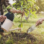 Pravilna sadnja voćaka