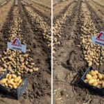 Paradiso i Lugano – nove sorte krumpira