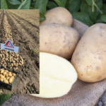 Arizona – najrodnija i najtraženija sorta krumpira