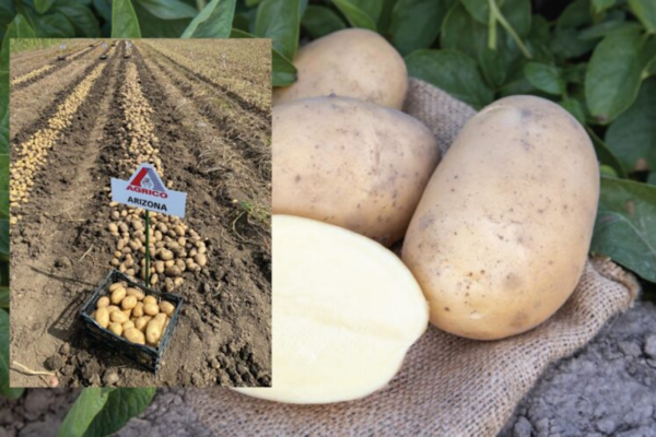 Arizona – najrodnija i najtraženija sorta krumpira