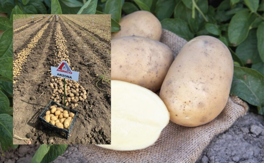 Arizona – najrodnija i najtraženija sorta krumpira