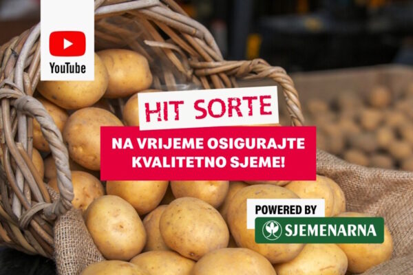 Pogledajte koje su najtraženije sorte krumpira u BiH