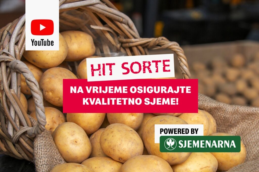 Pogledajte koje su najtraženije sorte krumpira u BiH