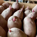 Zašto je potrebno obaviti naklijavanje krumpira?