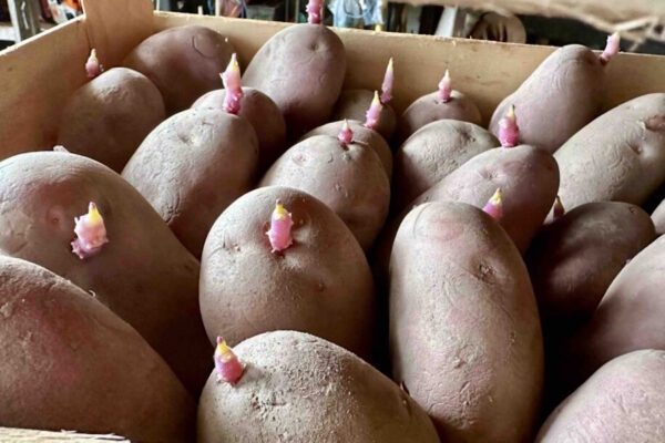 Zašto je potrebno obaviti naklijavanje krumpira?