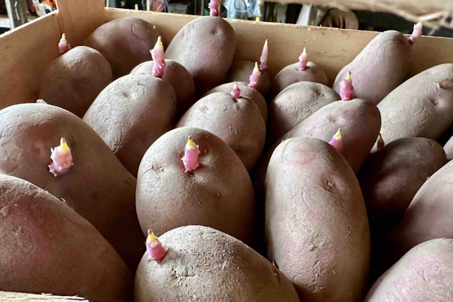 Zašto je potrebno obaviti naklijavanje krumpira?