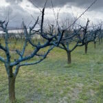 Zimska zaštita voćaka i vinove loze