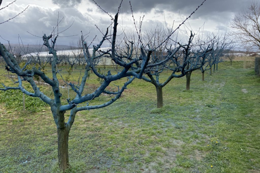 Zimska zaštita voćaka i vinove loze
