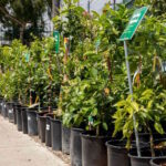 Prednosti sadnje voćaka iz kontejniranih sadnica