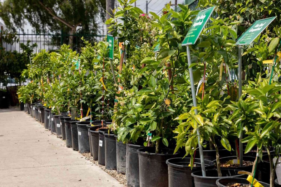 Prednosti sadnje voćaka iz kontejniranih sadnica