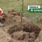 U čemu se najčešće griješi prilikom sadnje voćaka?