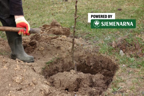 U čemu se najčešće griješi prilikom sadnje voćaka?