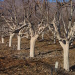 Još nije kasno zaštititi voćke od pucanja kore