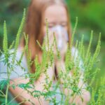 Ambrozija kuca na vrata Hercegovine: Sezona alergija počinje sve ranije