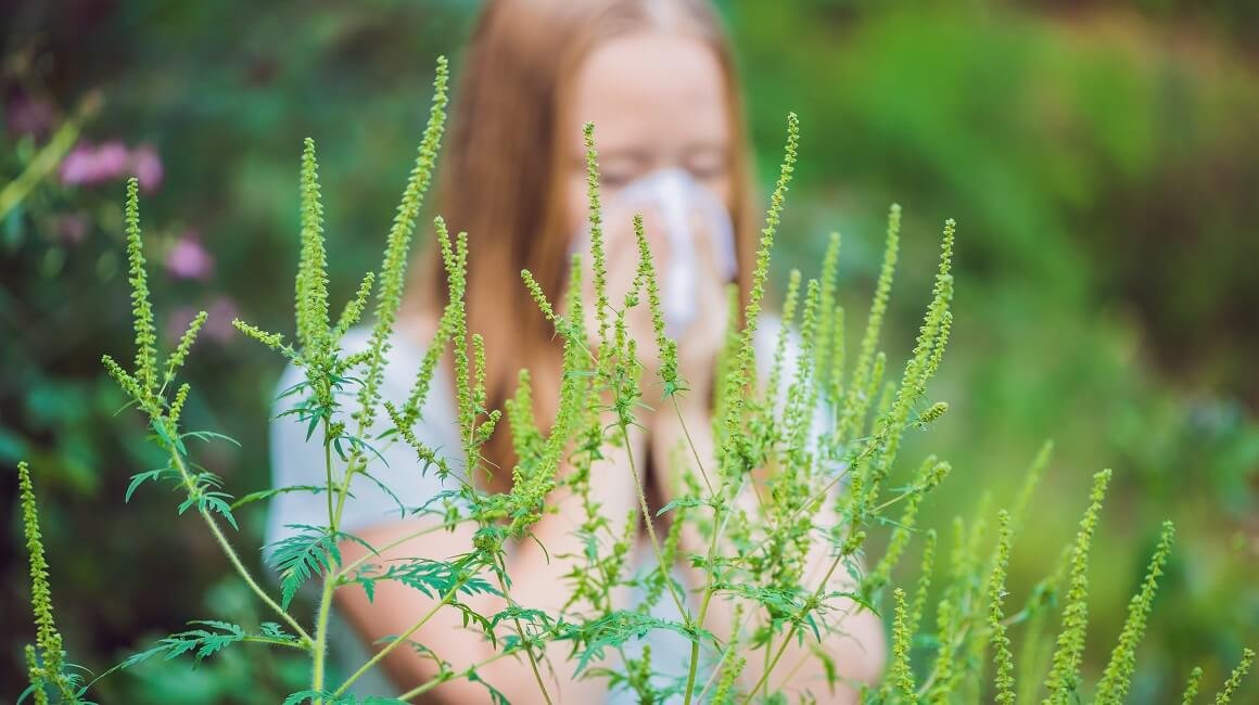 Ambrozija kuca na vrata Hercegovine: Sezona alergija počinje sve ranije