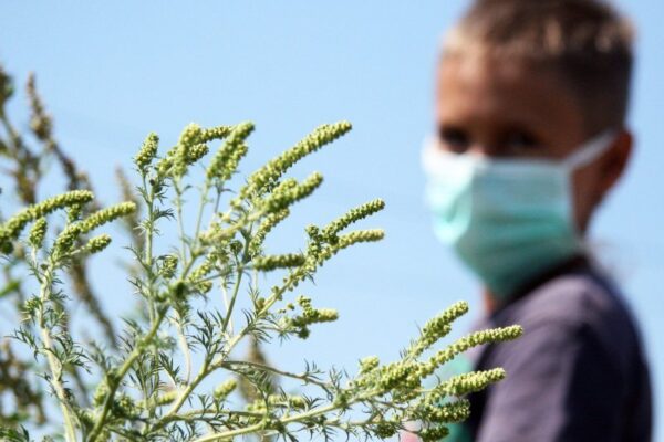 U BiH čak 75% alergičara reagira na ambroziju: Kakvo je stanje u Hercegovini?