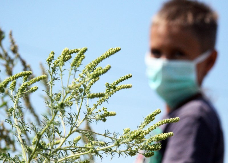 U BiH čak 75% alergičara reagira na ambroziju: Kakvo je stanje u Hercegovini?