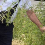 Kako se zaštititi od ambrozije? Savjeti za građane Hercegovine