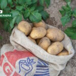 Što su kategorije, a što kalibraže sjemenskog krumpira?